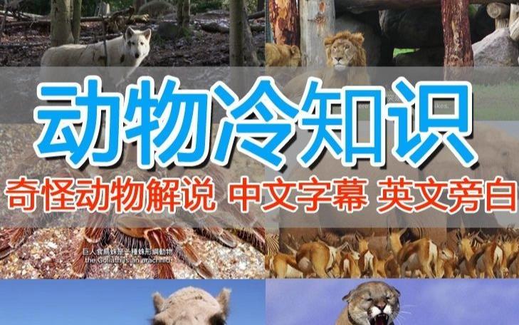 外面卖1699的国外纪录片解说（动物解说、美食、动画片）稳过中视频-小齐资源库